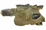 Fossil Mud Lobster (Thalassina) - Australia #109296-2